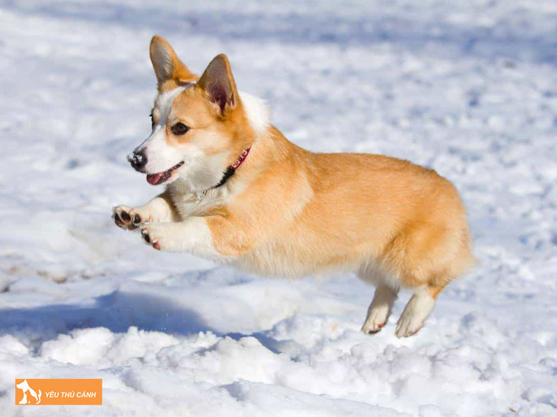 Kinh-nghiem-nuoi-cho-pembroke-welsh-corgi-thucanh