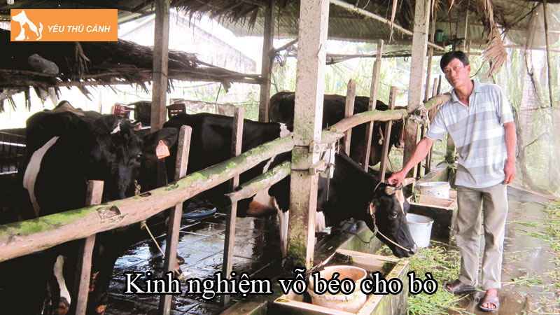 Kinh nghiệm vỗ béo cho bò hiệu quả có thể bạn chưa biết Kinh nghiệm vỗ béo cho bò hiệu quả có thể bạn chưa biết
