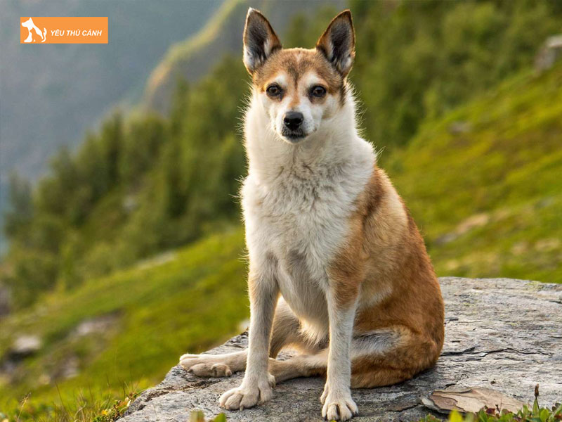 Nguon-goc-cua-cho-norwegian-lundehund-thucanh