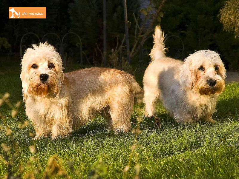 Nguon-goc-cua-giong-cho-dandie-dinmont-terrier-thucanh