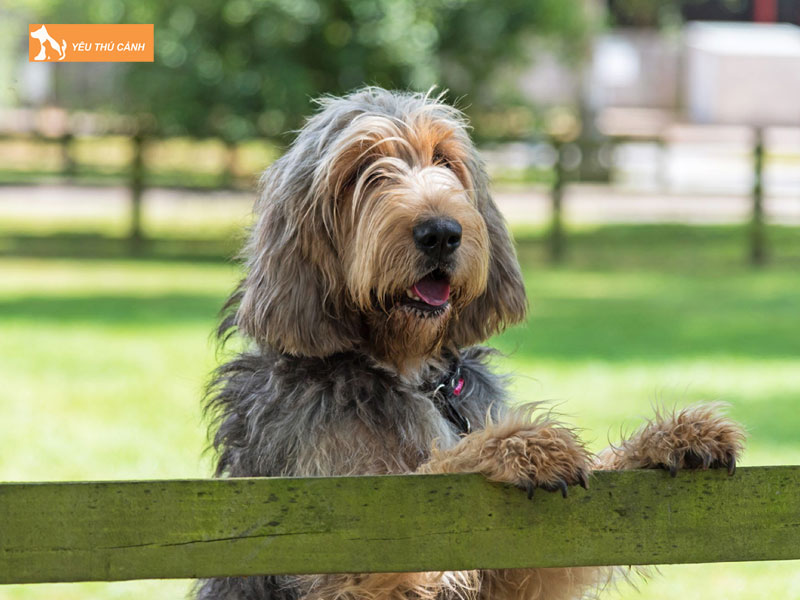 Nguon-goc-cua-giong-cho-otterhound-thucanh