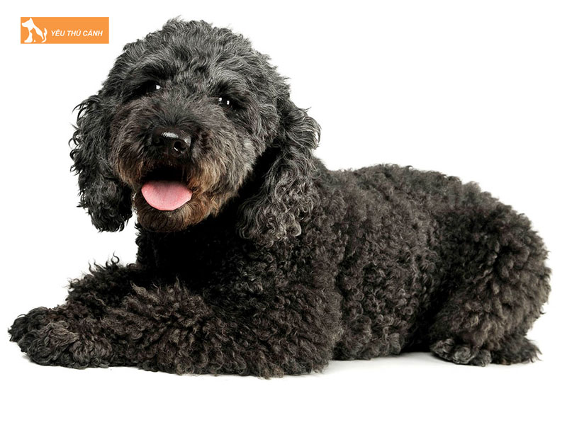 Nguon-goc-cua-giong-cho-pumi-thucanh