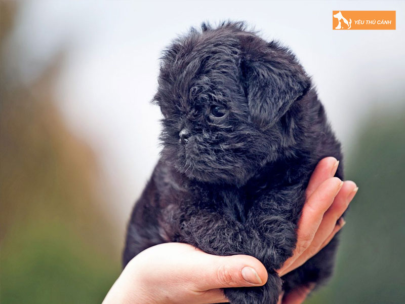 Nguon-goc-giong-cho-affenpinscher-thucanh