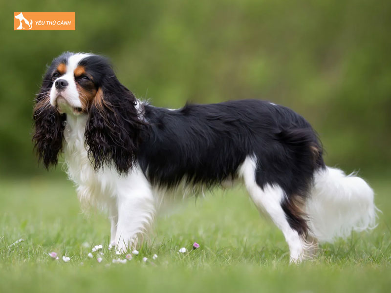 Tim-hieu-ve-giong-cho-cavalier-king-charles-spaniel-thucanh