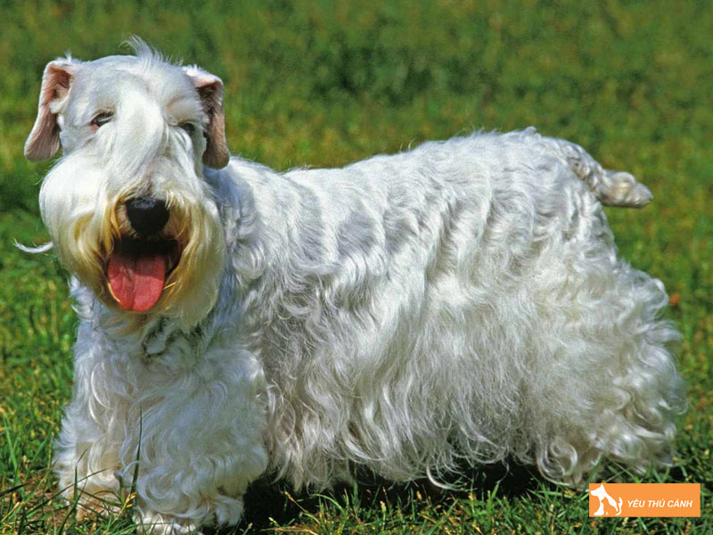 Cach-cham-soc-va-nuoi-cho-sealyham-terrier-1-thucanh