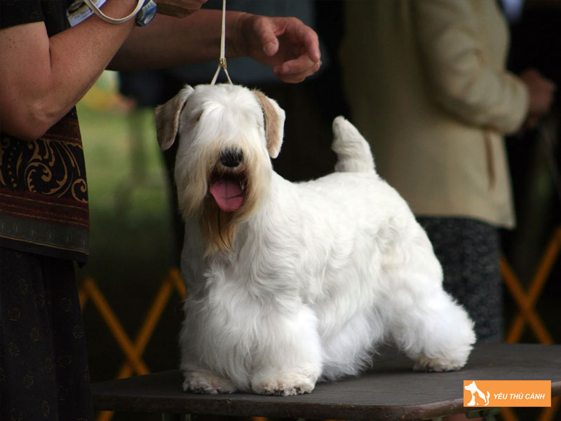 Cach-cham-soc-va-nuoi-cho-sealyham-terrier-thucanh