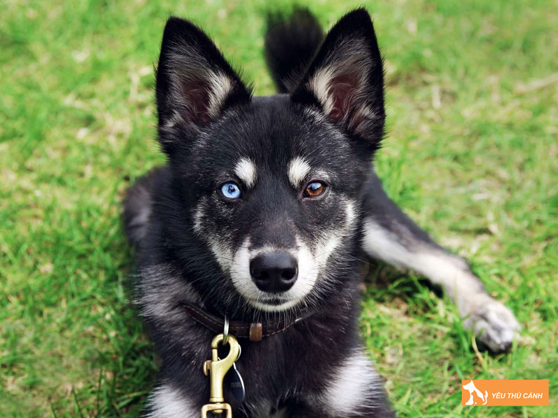 Cach-nuoi-cho-alaskan-klee-kai-1-thucanh