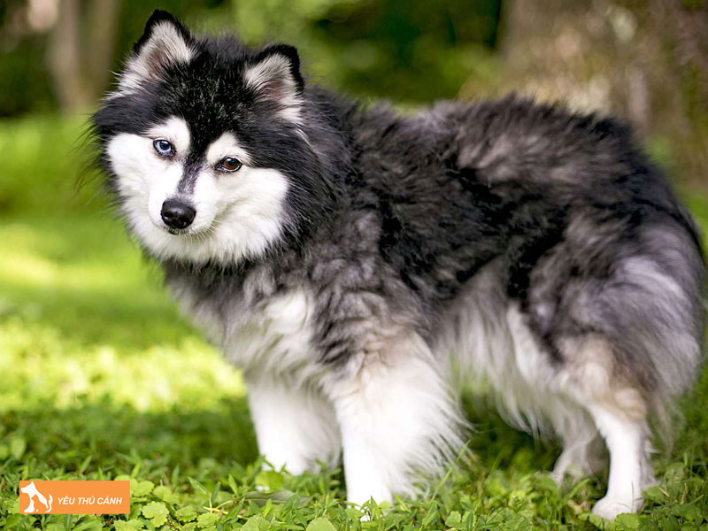 Cach-nuoi-cho-alaskan-klee-kai-thucanh