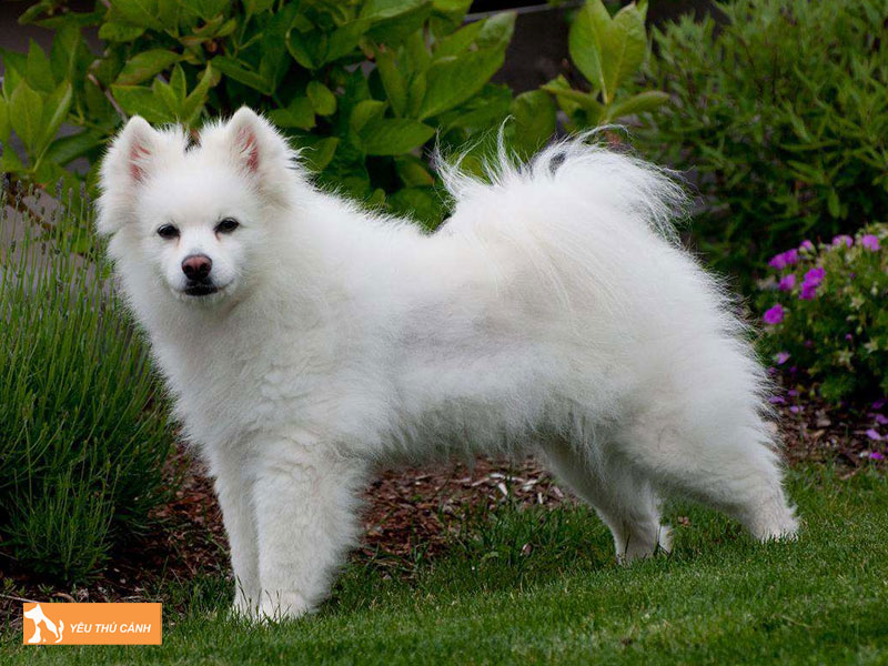 Cach-nuoi-cho-american-eskimo-dog-chi-tiet-thucanh