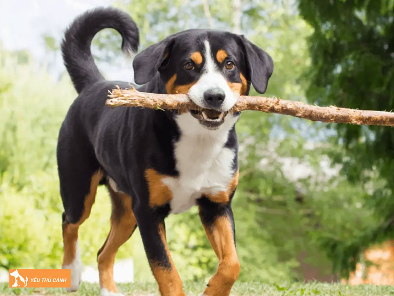 Cach-nuoi-cho-appenzeller-sennenhund-chuan-chinh-1-thucanh