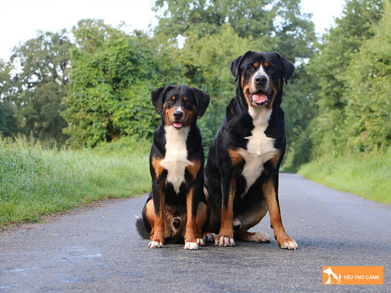 Cach-nuoi-cho-appenzeller-sennenhund-chuan-chinh-thucanh