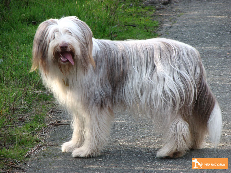 Cach-nuoi-cho-bearded-collie-dung-ky-thuat-1-thucanh