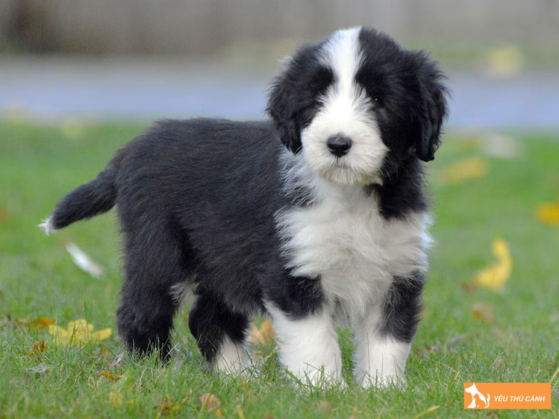 Cach-nuoi-cho-bearded-collie-dung-ky-thuat-thucanh