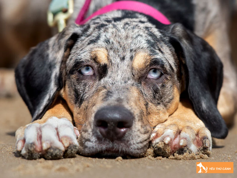 Cach-nuoi-cho-catahoula-leopard-dog-hieu-qua-1-thucanh