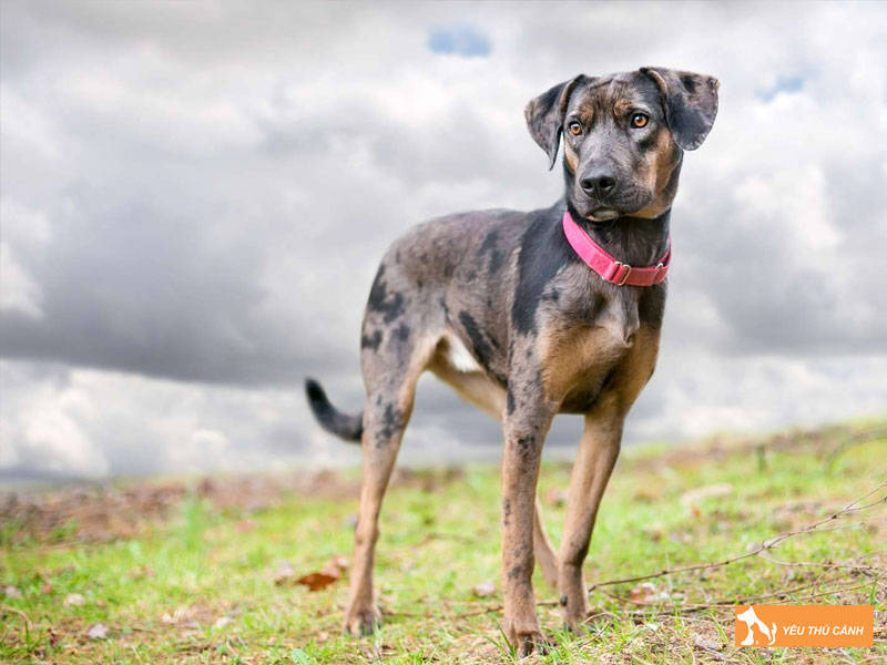 Cach-nuoi-cho-catahoula-leopard-dog-hieu-qua-2-thucanh