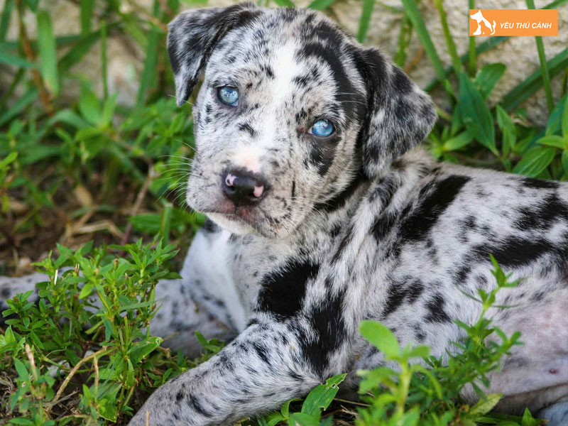 Cach-nuoi-cho-catahoula-leopard-dog-hieu-qua-thucanh