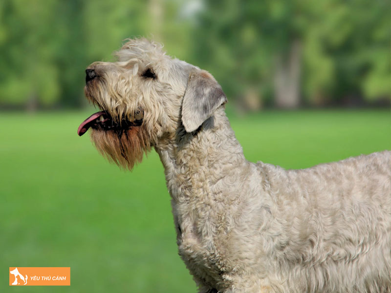 Cach-nuoi-cho-cesky-terrier-chi-tiet-1-thucanh
