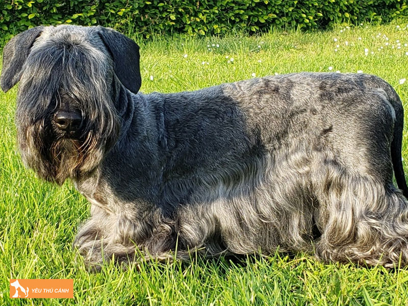 Cach-nuoi-cho-cesky-terrier-chi-tiet-thucanh