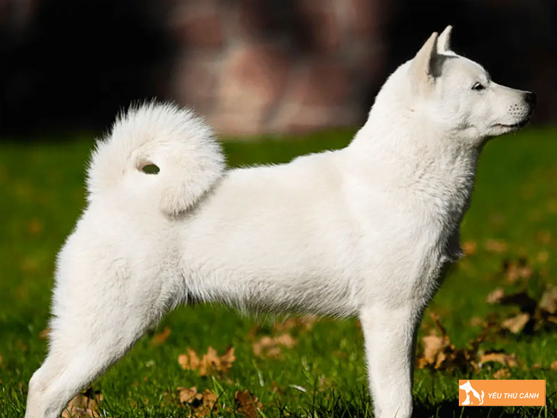 Cach-nuoi-cho-hokkaido-inu-don-gian-1-thucanh
