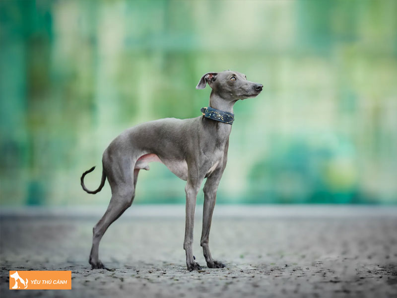 Cach-nuoi-cho-italian-greyhound-chi-tiet-1-thucanh