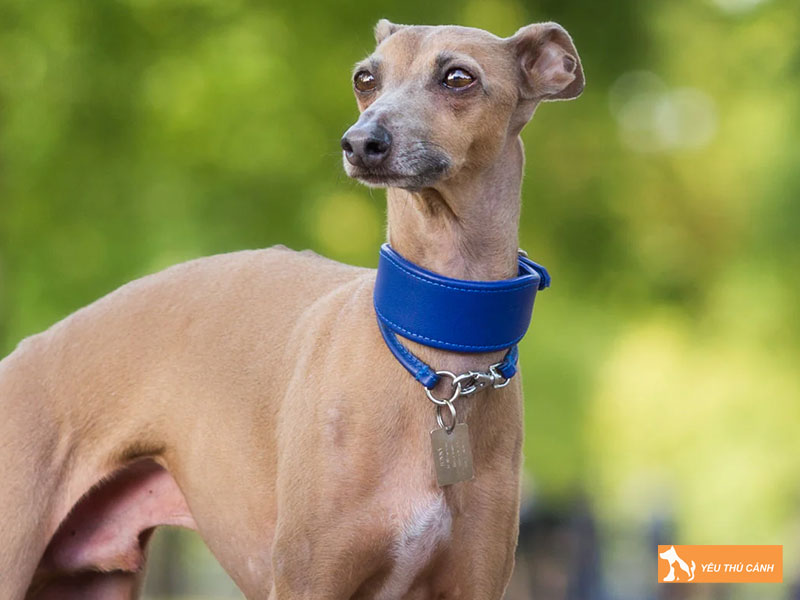 Cach-nuoi-cho-italian-greyhound-chi-tiet-thucanh