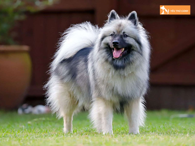 Cach-nuoi-cho-keeshond-chi-tiet-1-thucanh