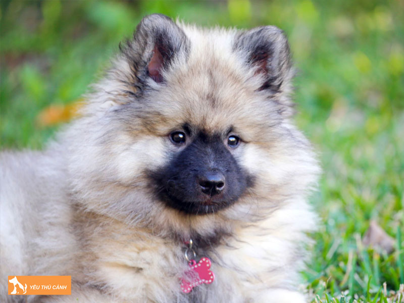 Cach-nuoi-cho-keeshond-chi-tiet-thucanh