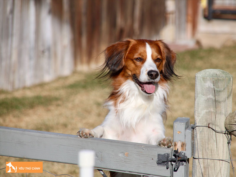 Cach-nuoi-cho-kooikerhondje-chi-tiet-1-thucanh