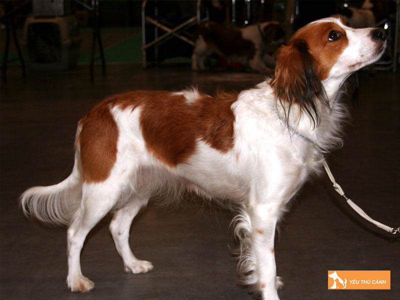 Cach-nuoi-cho-kooikerhondje-chi-tiet-thucanh