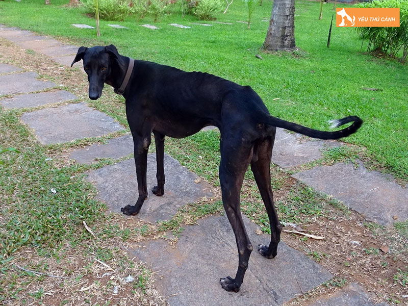 Cach-nuoi-cho-mudhol-hound-dung-ky-thuat-1-thucanh