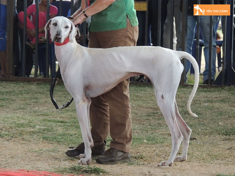 Cach-nuoi-cho-mudhol-hound-dung-ky-thuat-thucanh