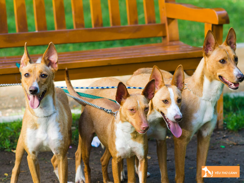 Cach-nuoi-cho-podenco-canario-chi-tiet-1-thucanh