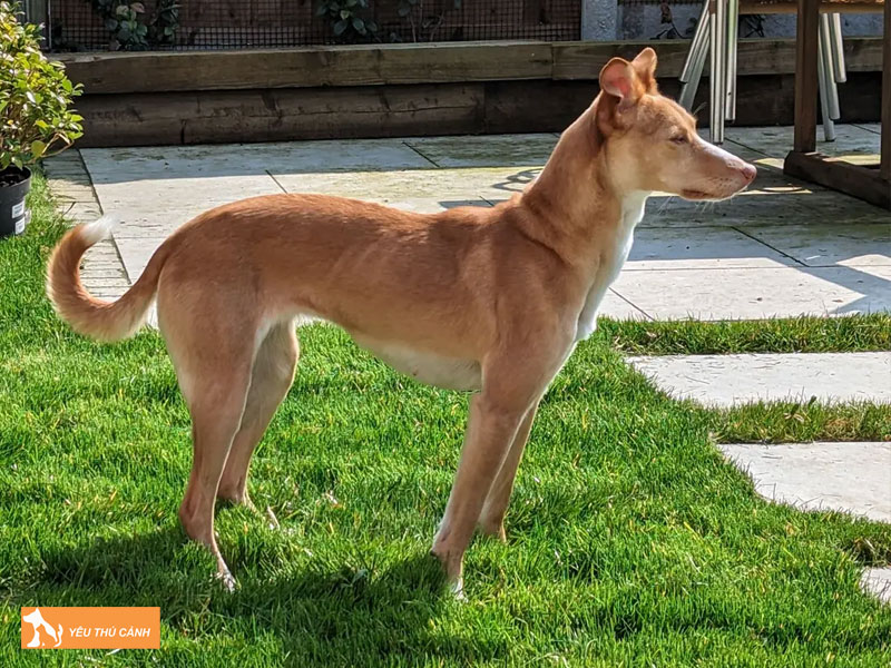 Cach-nuoi-cho-podenco-canario-chi-tiet-thucanh