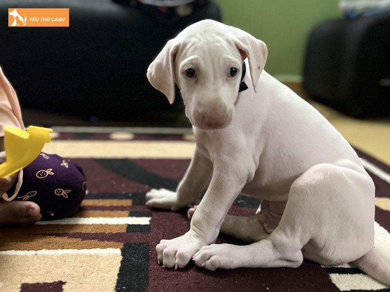 Cach-nuoi-cho-rajapalayam-1-thucanh