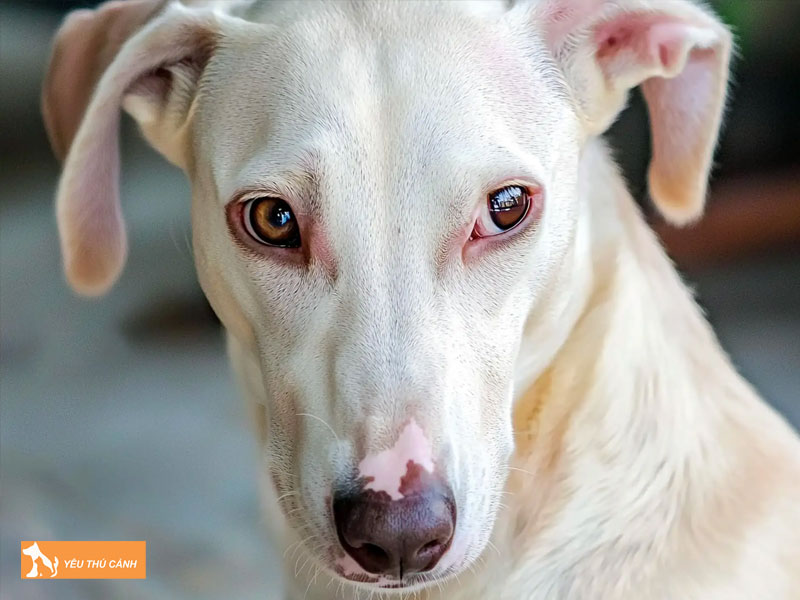 Cach-nuoi-cho-rajapalayam-thucanh