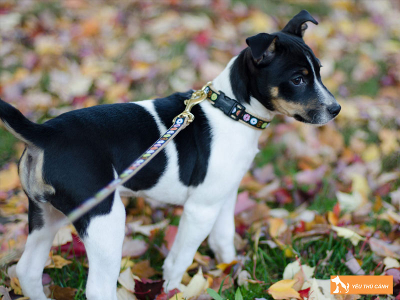 Cach-nuoi-cho-rat-terrier-chi-tiet-1-thucanh