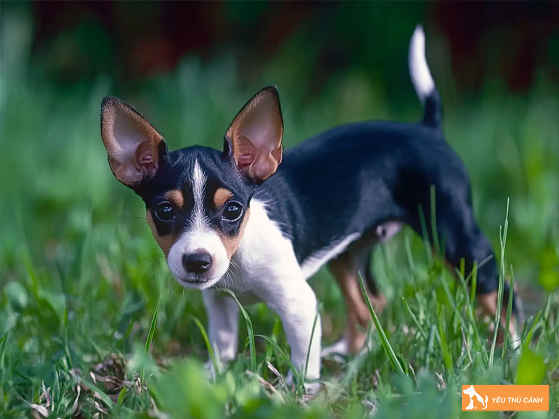 Cach-nuoi-cho-rat-terrier-chi-tiet-thucanh
