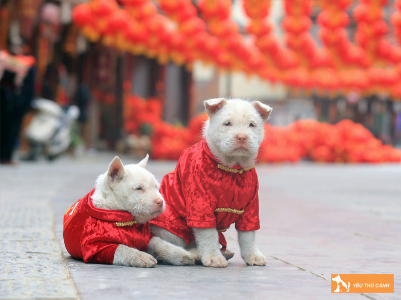 Cach-nuoi-cho-xiasi-dog-hieu-qua-1-thucanh