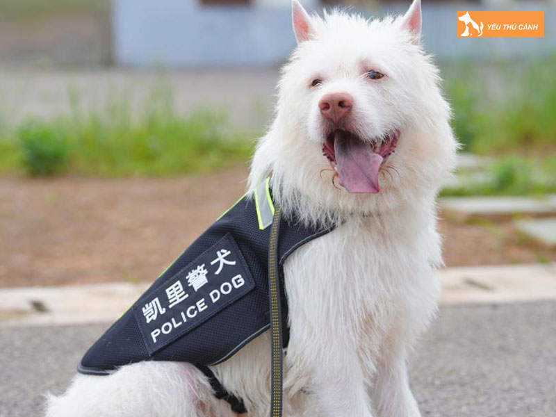 Cach-nuoi-cho-xiasi-dog-hieu-qua-thucanh
