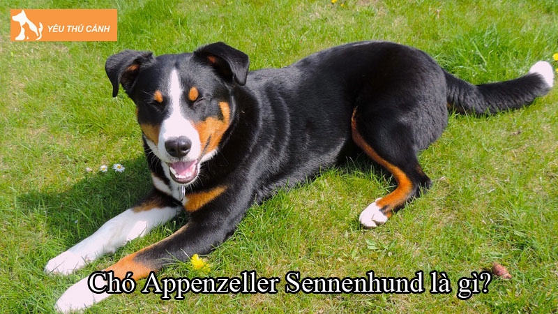 Chó Appenzeller Sennenhund là gì? Cách nuôi chó ra sao?