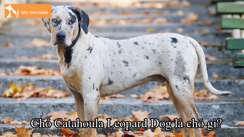 Chó Catahoula Leopard Dog là chó gì? Cách nuôi chó hiệu quả