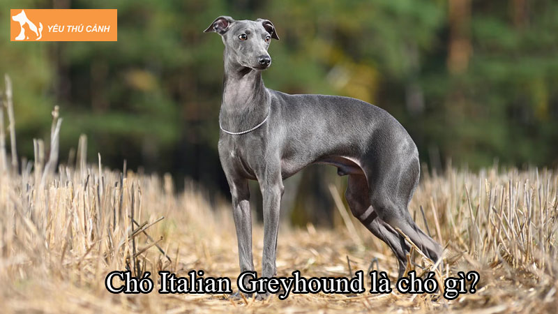 Chó Italian Greyhound là chó gì? Hướng dẫn nuôi chó đúng cách