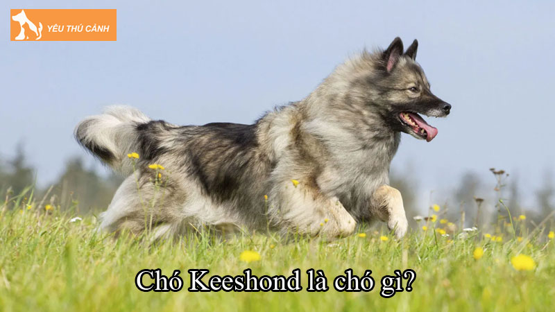 Chó Keeshond là chó gì? Cách nuôi chó hiệu quả, tuổi thọ cao