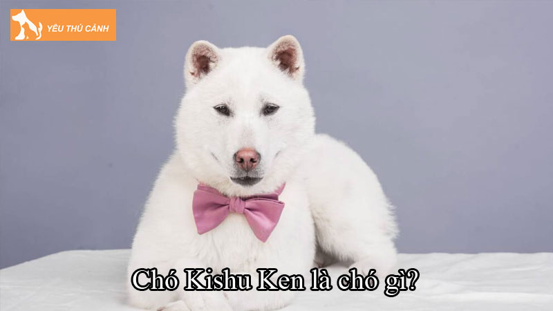 Chó Kishu Ken là chó gì? Cách nuôi chó chi tiết, cực dễ cho người mới