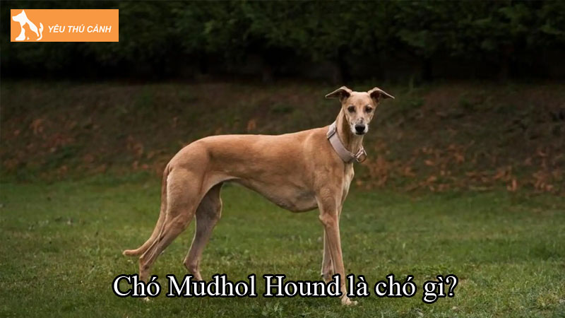 Chó Mudhol Hound là chó gì? Hướng dẫn nuôi chó đúng cách