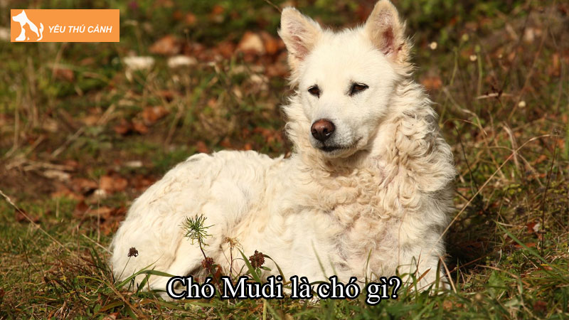 Chó Mudi là chó gì? Cách nuôi chó khỏe mạnh, tuổi thọ cao