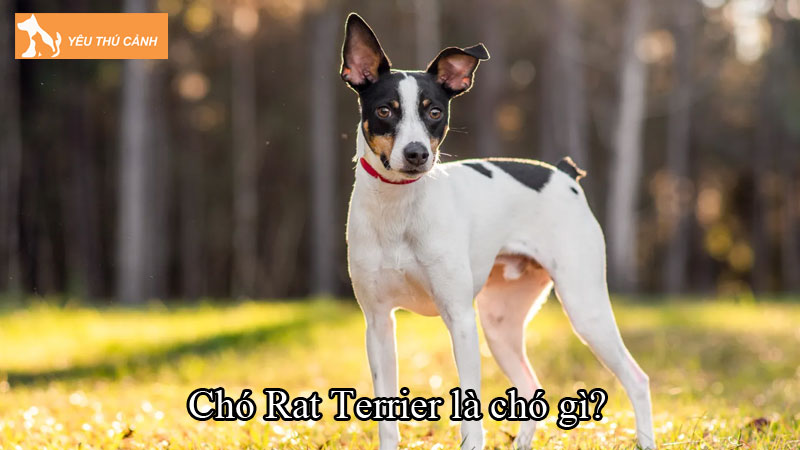 Chó Rat Terrier là chó gì? Hướng dẫn nuôi chó đúng cách, tuổi thọ cao