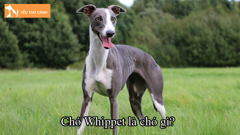 Chó Whippet là chó gì? Hướng dẫn nuôi chó đúng cách, chi tiết