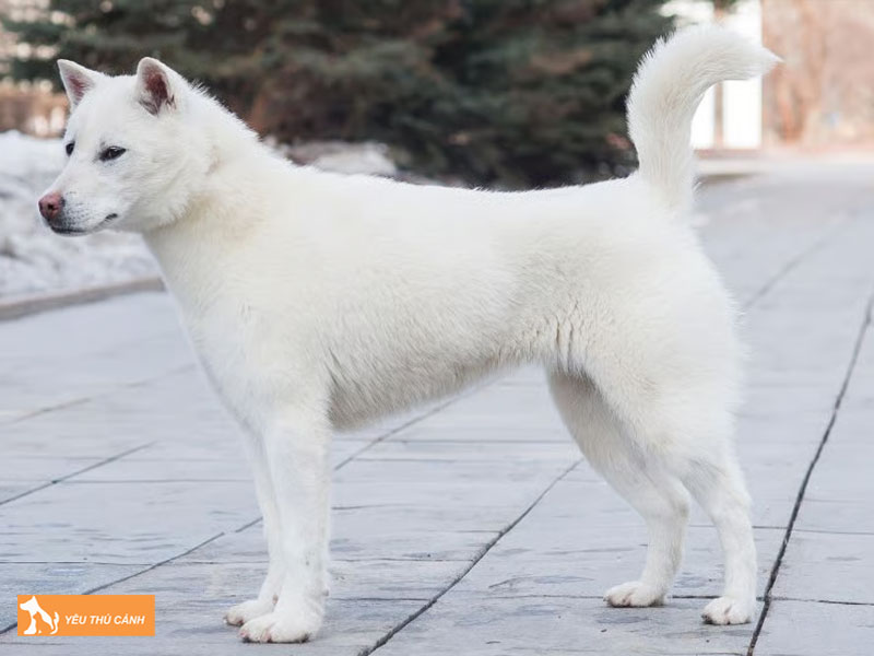 Dac-diem-cho-kishu-ken-thucanh