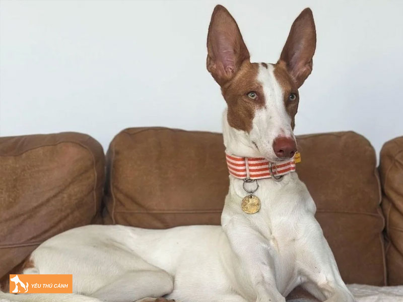 Dac-diem-cho-podenco-canario-thucanh